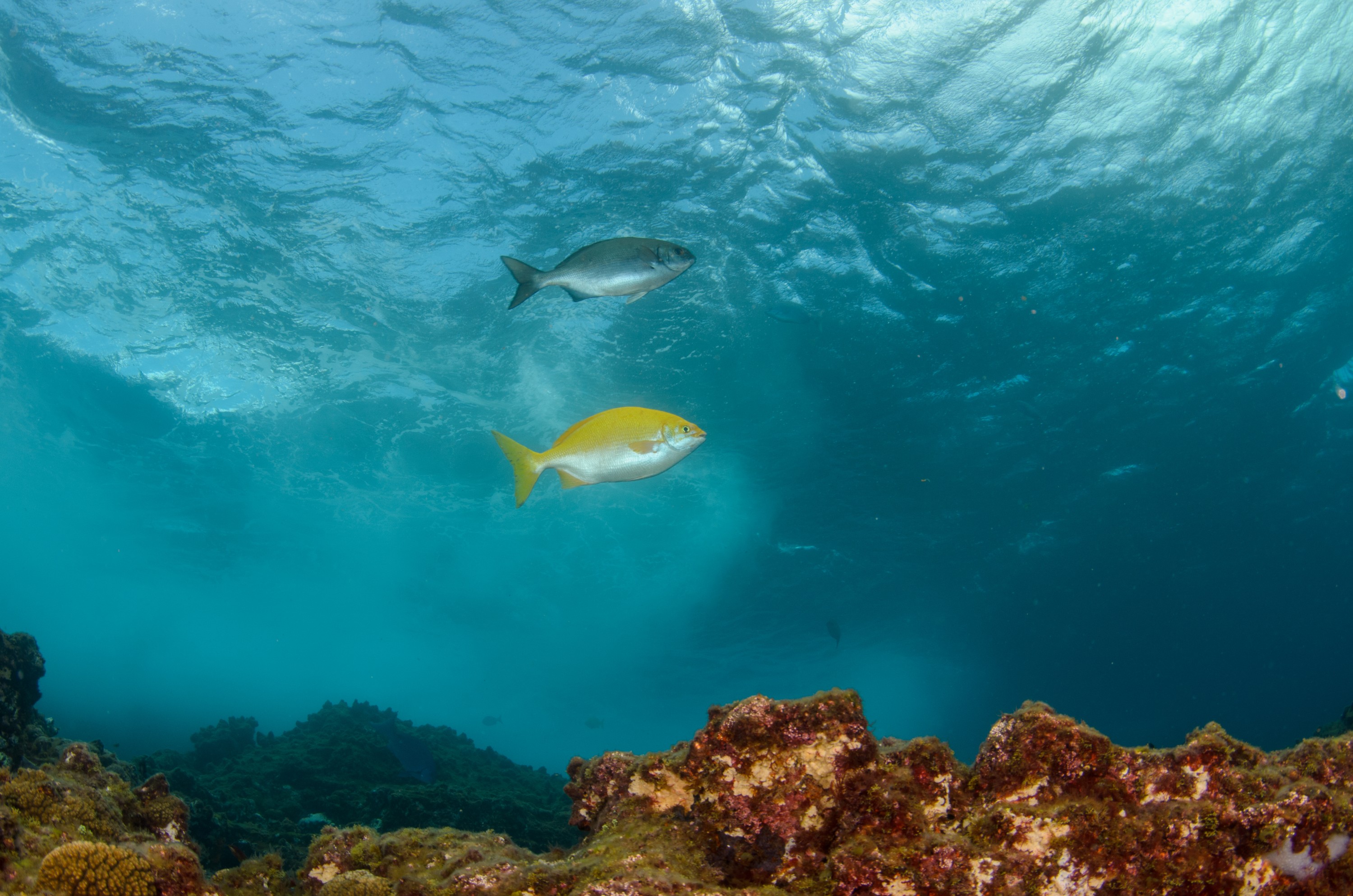DSC_0833 – 2016, Beaked, Drummer, Kermadec, Kyphosus, NIWA, New, October 16, RV, Zealand, crispin, expedition, kermadecs, marine, nz, ocean, pacificus, raoul, reserve, sanctuary, seacology, seacologynz, tangaroa